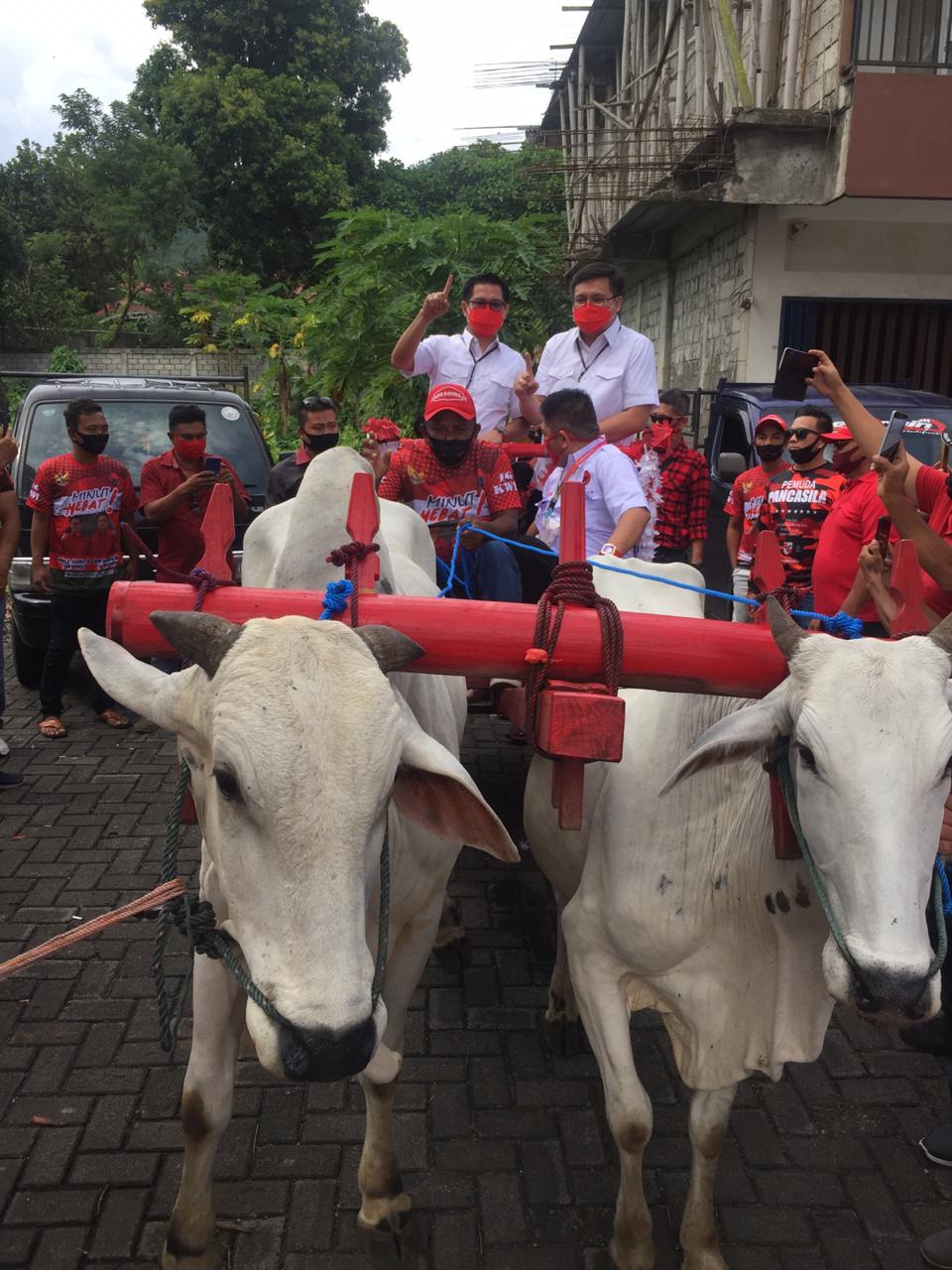 Jaga Kearifan Lokal, Joune-Kevin Menuju KPU Minut Naik Roda Sapi